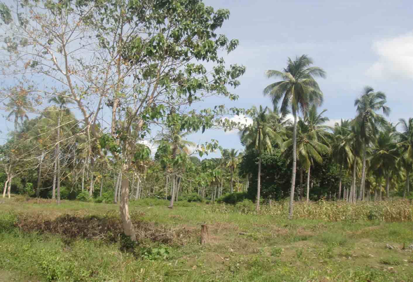 FOR SALE: Lot / Land / Farm Davao del Sur > Samal