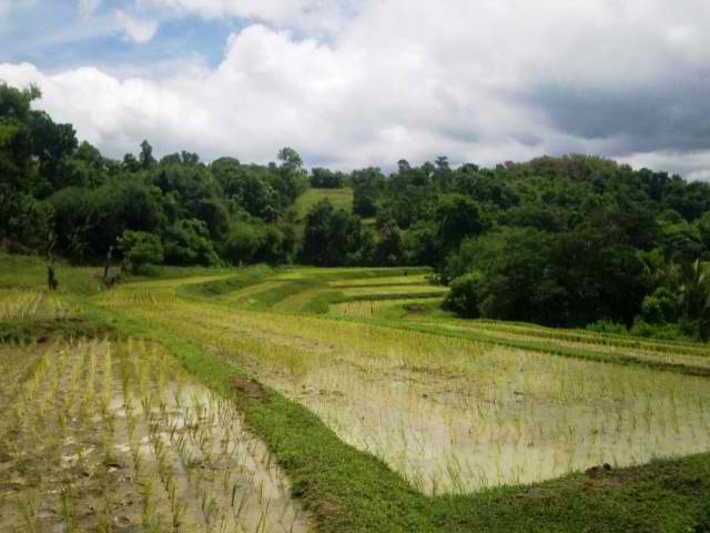 FOR SALE: Lot / Land / Farm La Union