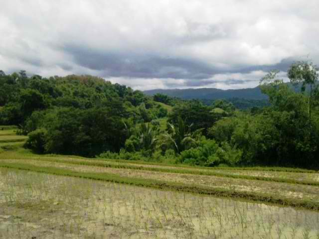 FOR SALE: Lot / Land / Farm La Union 5