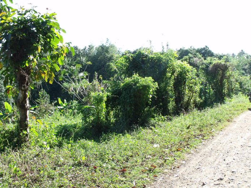 Pinagsabiran farm -the farm, it has various fruit bearing trees planted