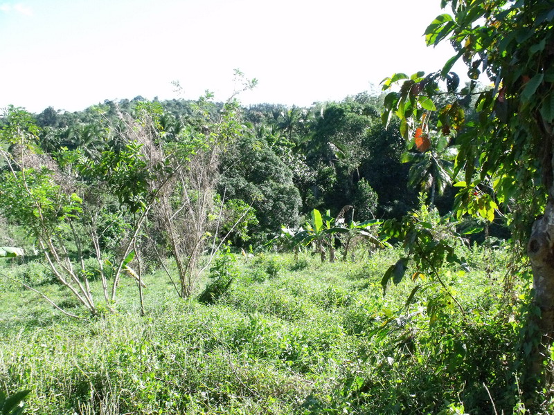 Pinagsabiran farm - various trees planted