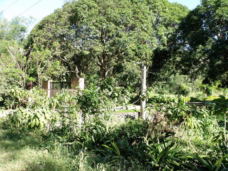 Pinagsabiran farm - various trees planted