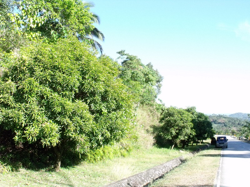 Along Marcos Highway farm lot