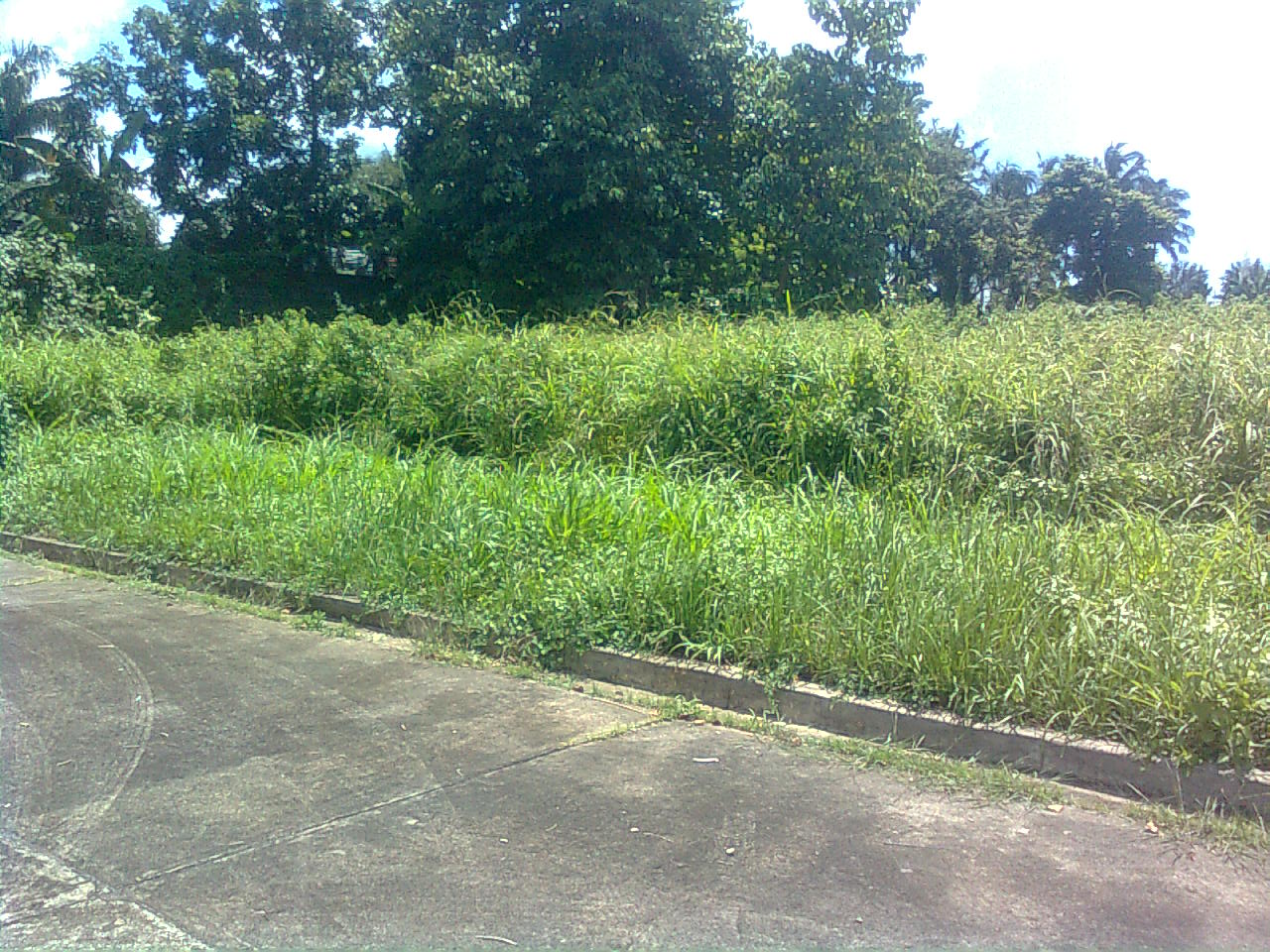 FOR SALE: Lot / Land / Farm Batangas