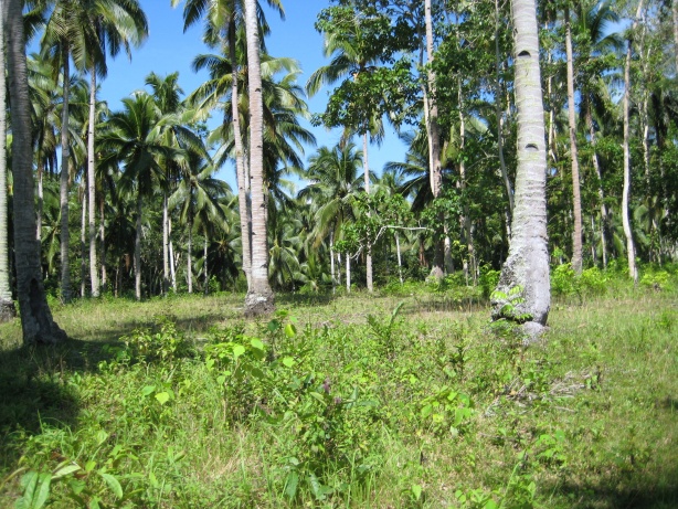 FOR SALE: Lot / Land / Farm Davao del Sur > Samal