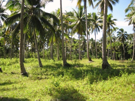 FOR SALE: Lot / Land / Farm Davao del Sur > Samal 2