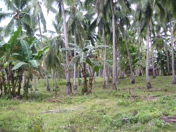 FOR SALE: Lot / Land / Farm Davao del Sur > Samal 3