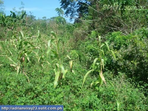 FOR SALE: Lot / Land / Farm La Union > Other areas 2