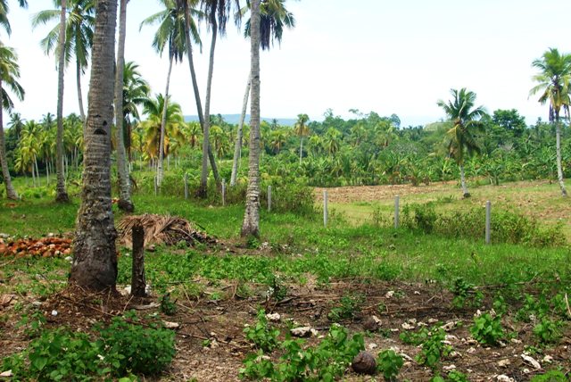 FOR SALE: Lot / Land / Farm Davao del Sur > Samal 2