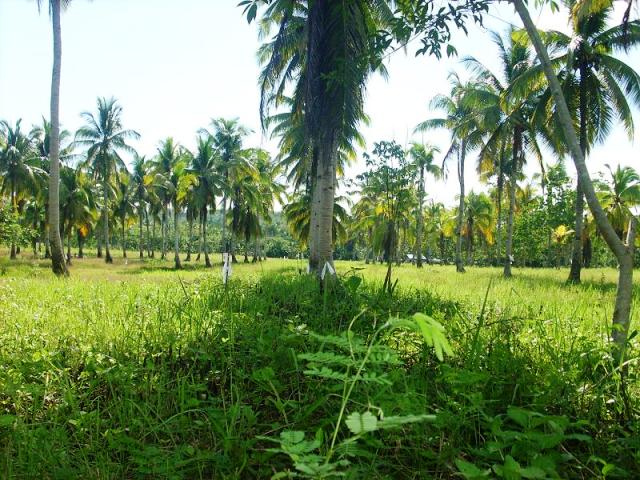 FOR SALE: Lot / Land / Farm Davao del Sur > Samal 1