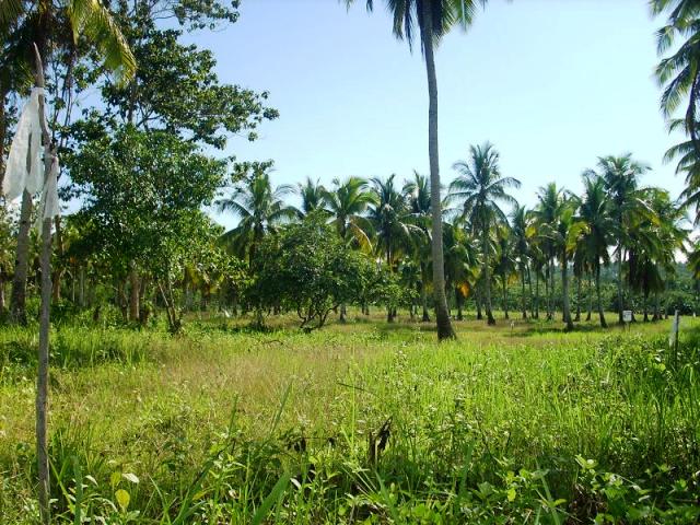 FOR SALE: Lot / Land / Farm Davao del Sur > Samal 2