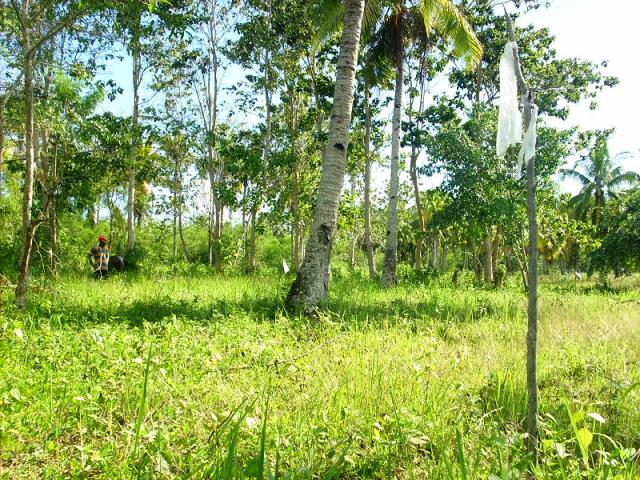 FOR SALE: Lot / Land / Farm Davao del Sur > Samal 3