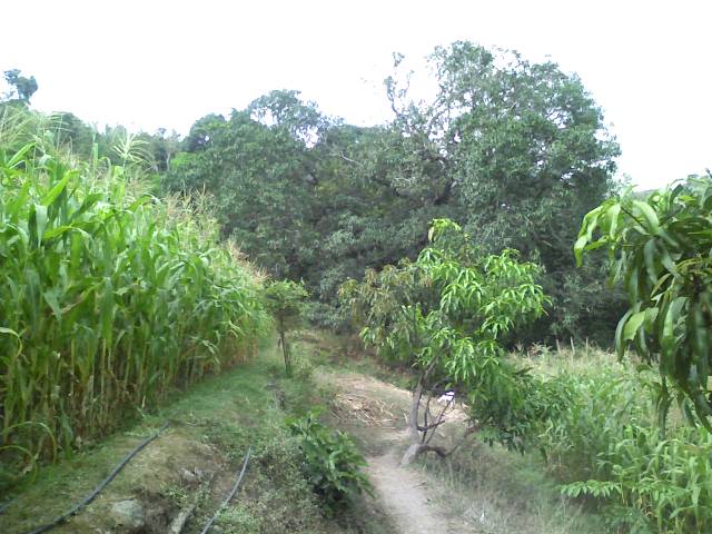 FOR SALE: Lot / Land / Farm La Union > Other areas 3