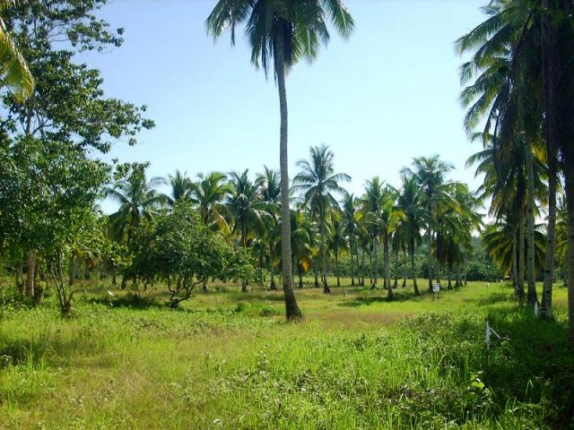 FOR SALE: Lot / Land / Farm Davao del Sur > Samal 1