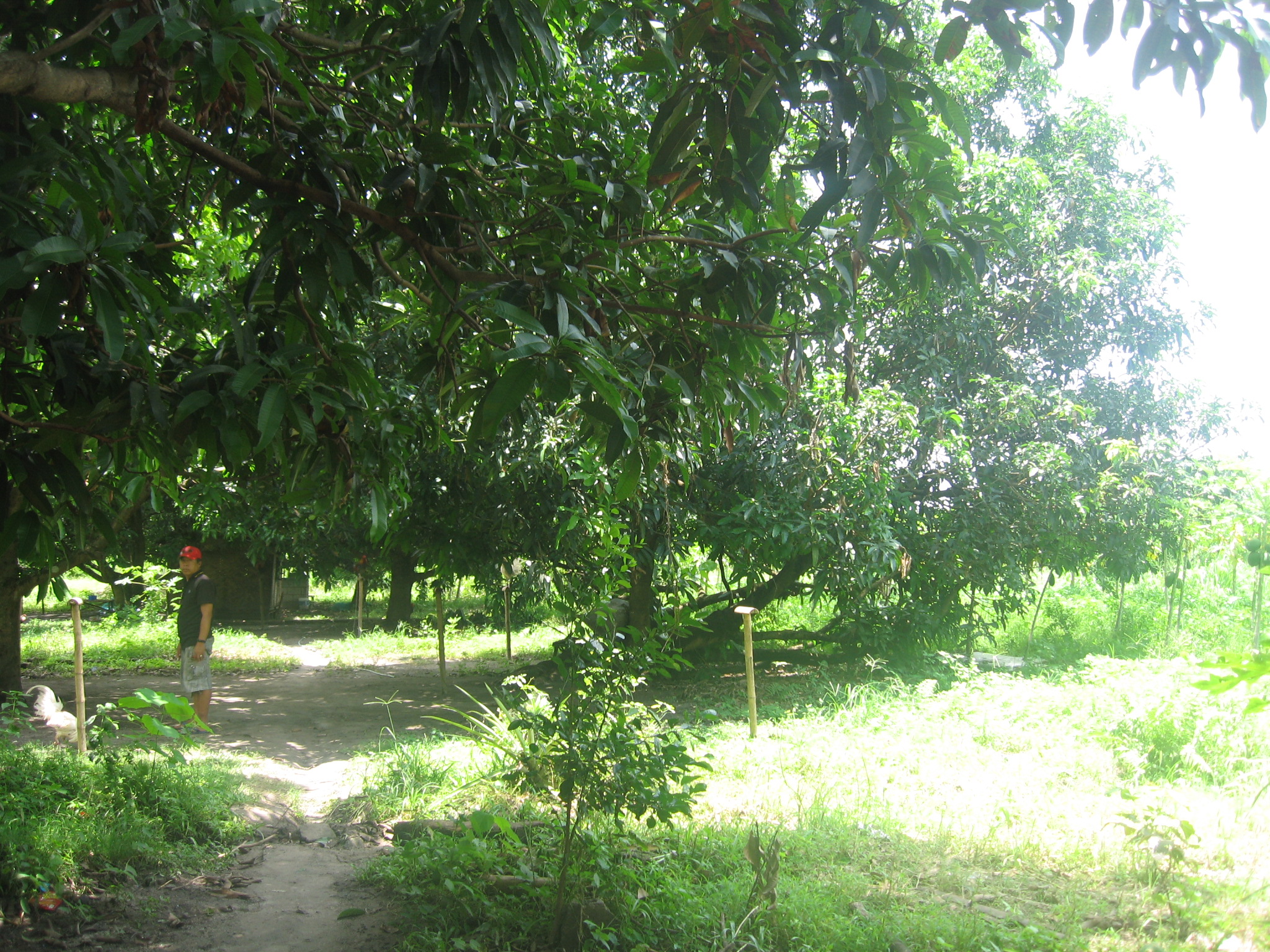 Sinura Pamapanga Farm