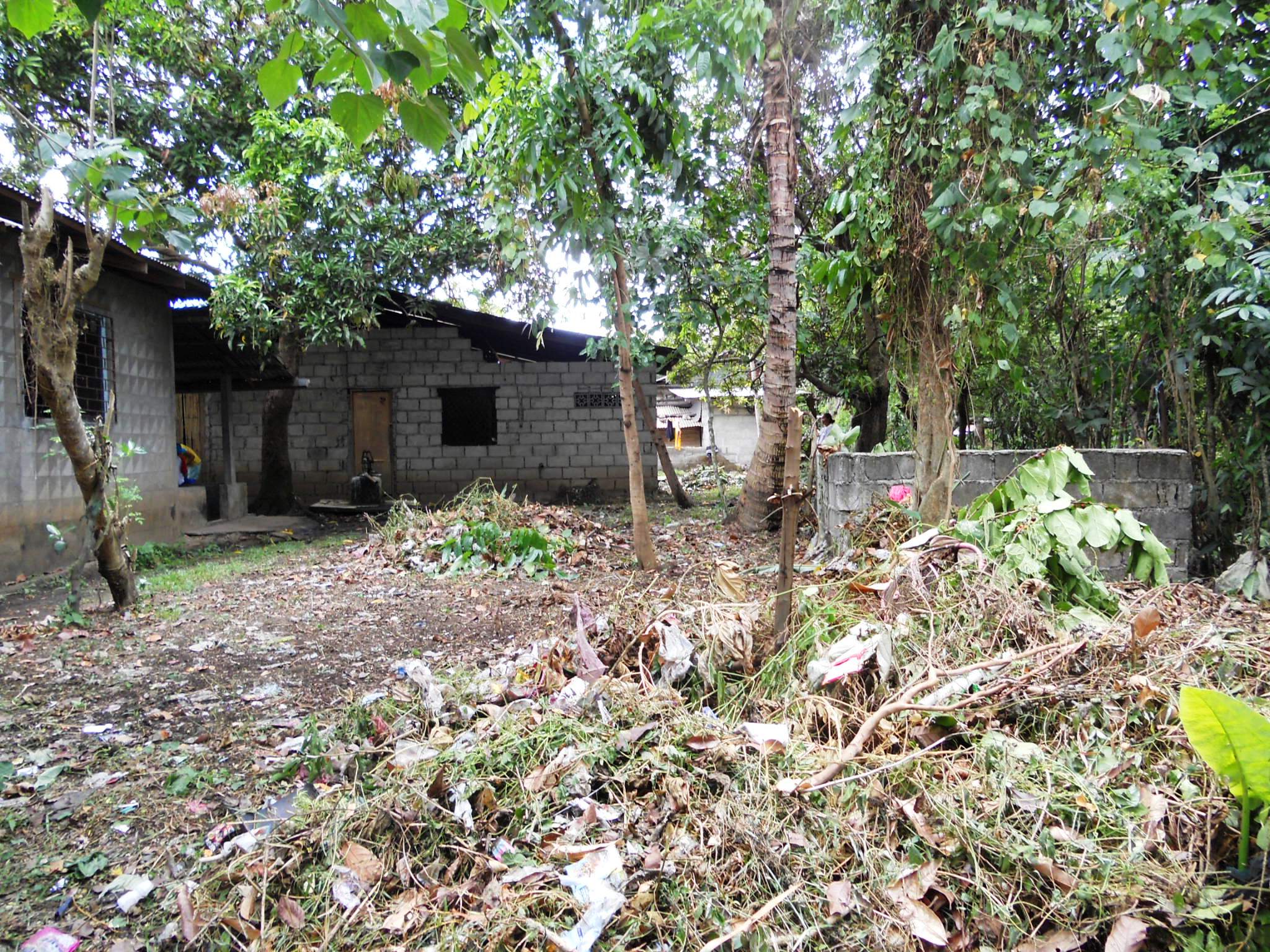 BACKYARD WITH MORE TREES!