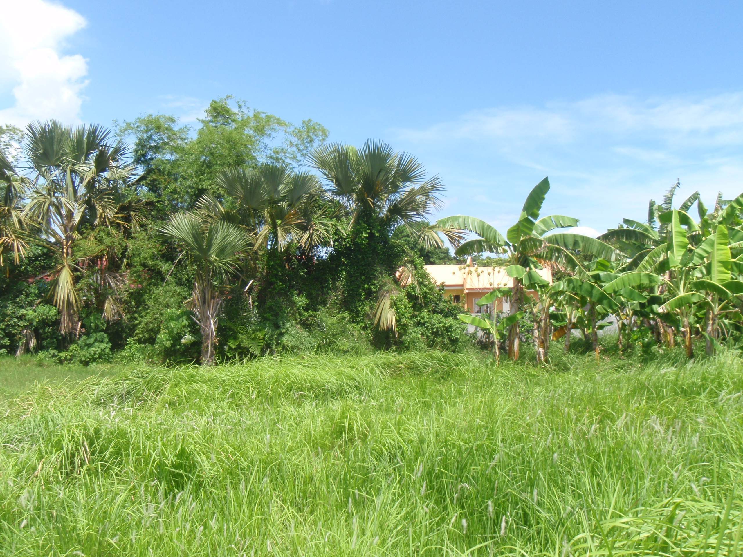 FOR SALE: Lot / Land / Farm Quezon > Lucena 3