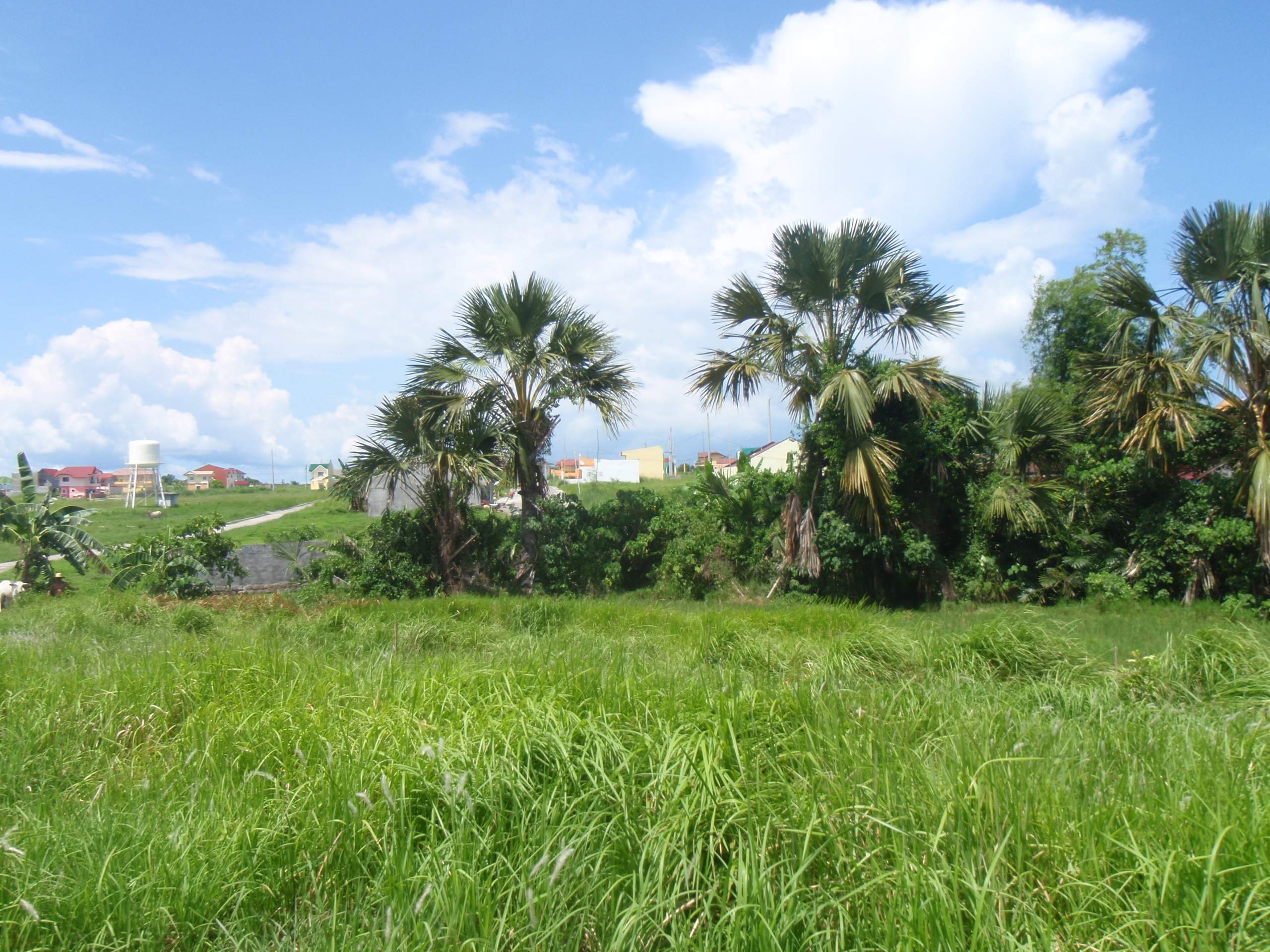 FOR SALE: Lot / Land / Farm Quezon > Lucena 4