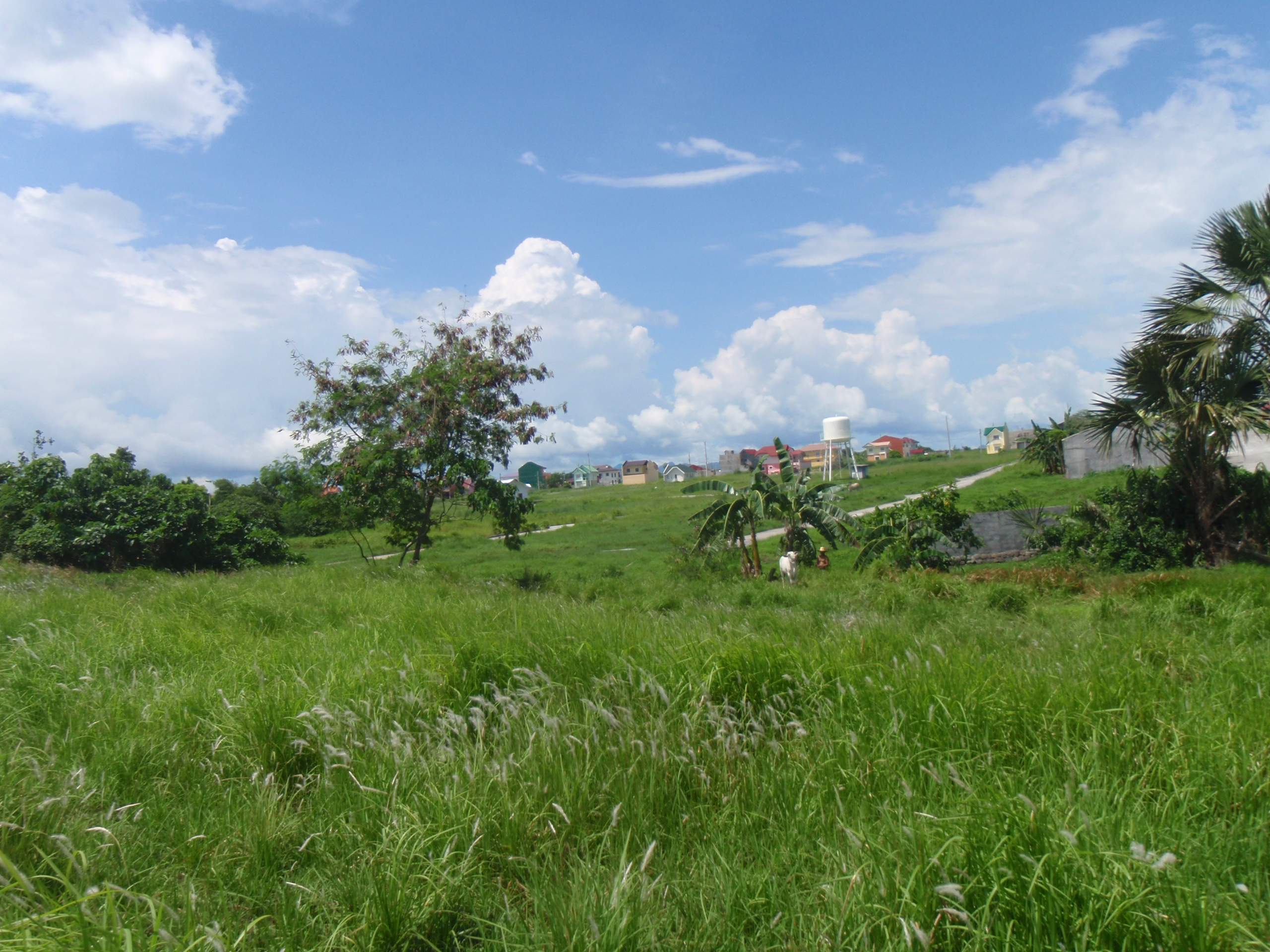 FOR SALE: Lot / Land / Farm Quezon > Lucena 5