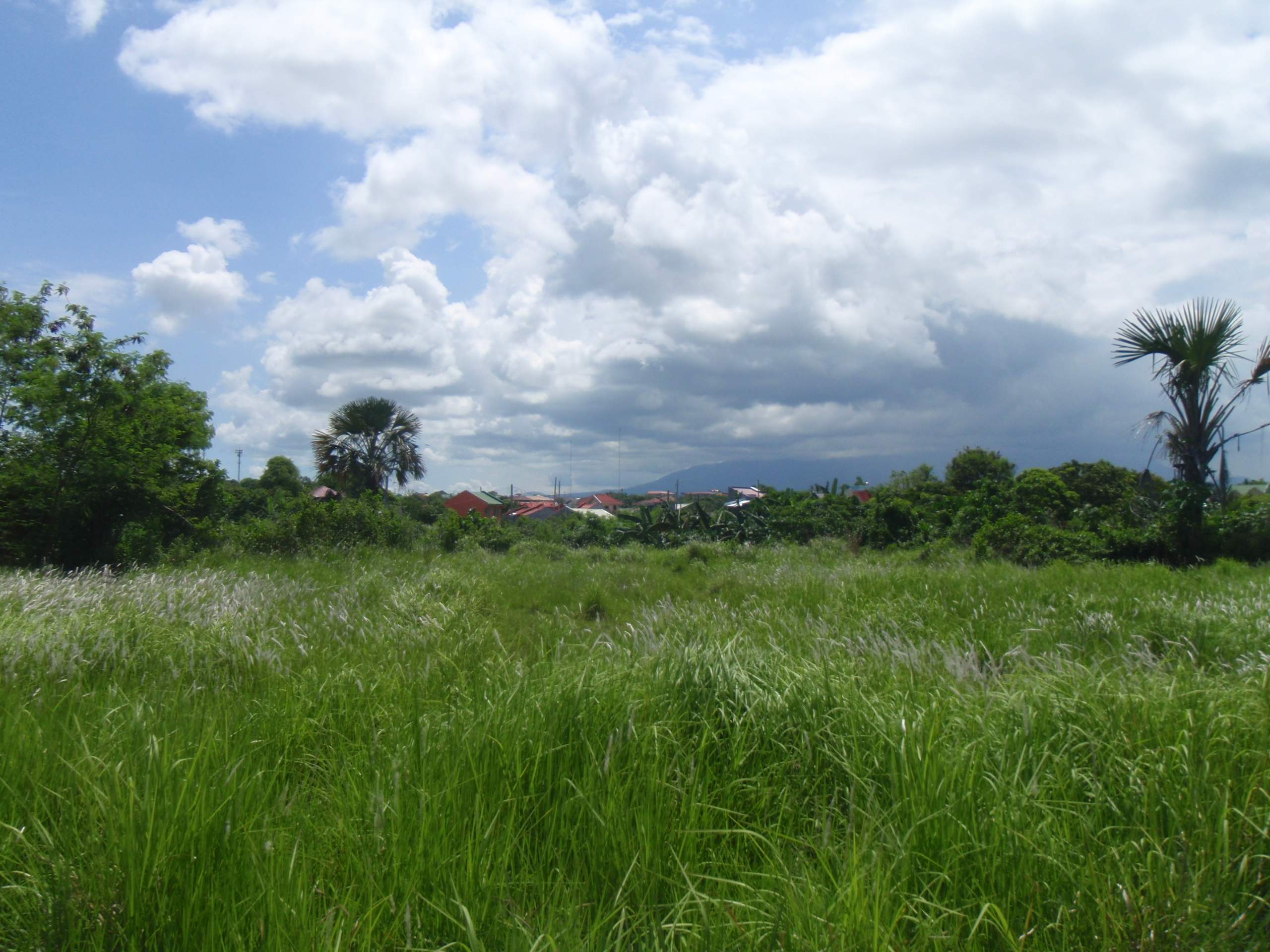 FOR SALE: Lot / Land / Farm Quezon > Lucena 9