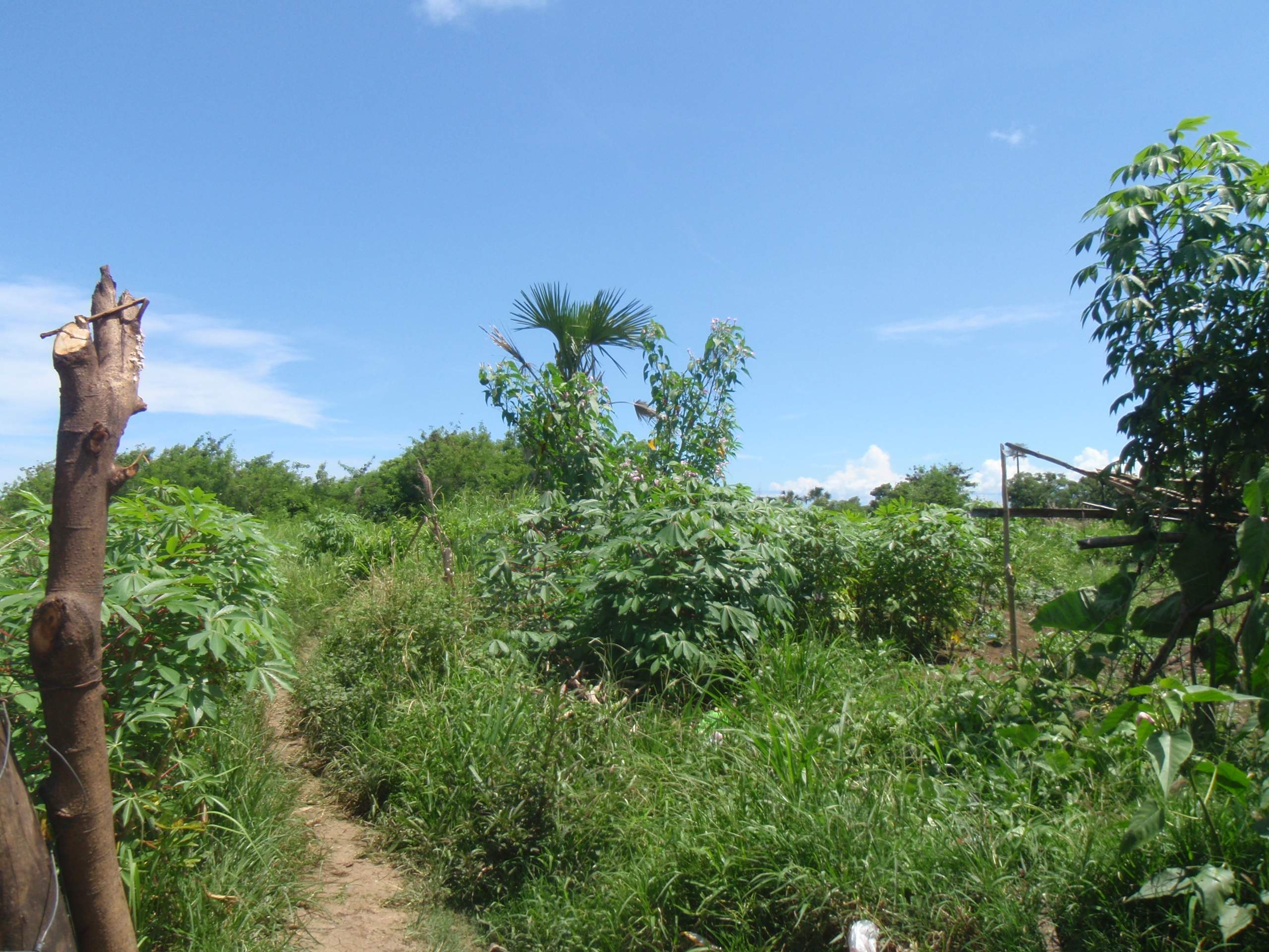 FOR SALE: Lot / Land / Farm Quezon > Lucena 11