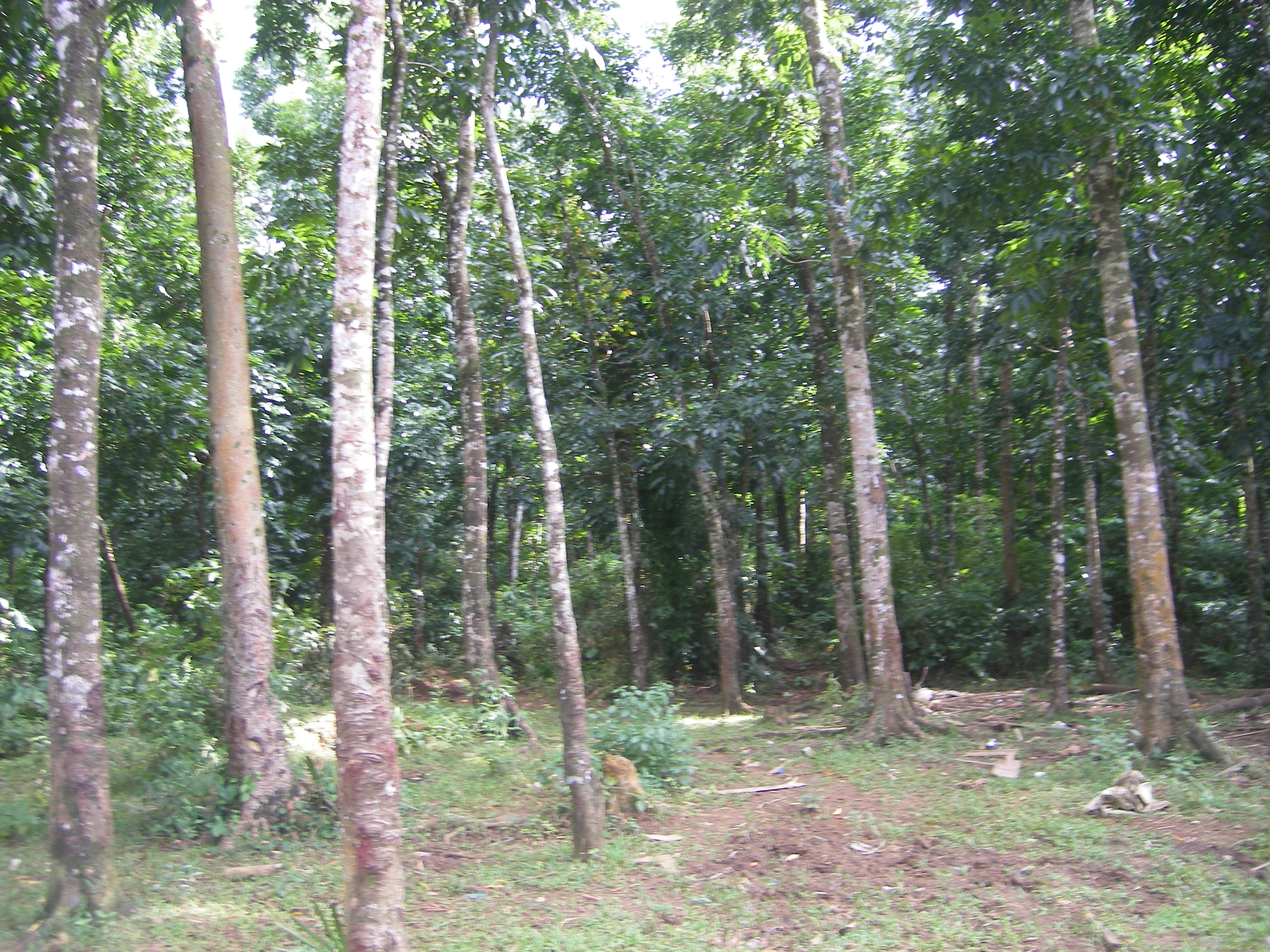 FOR SALE: Lot / Land / Farm Quezon 1