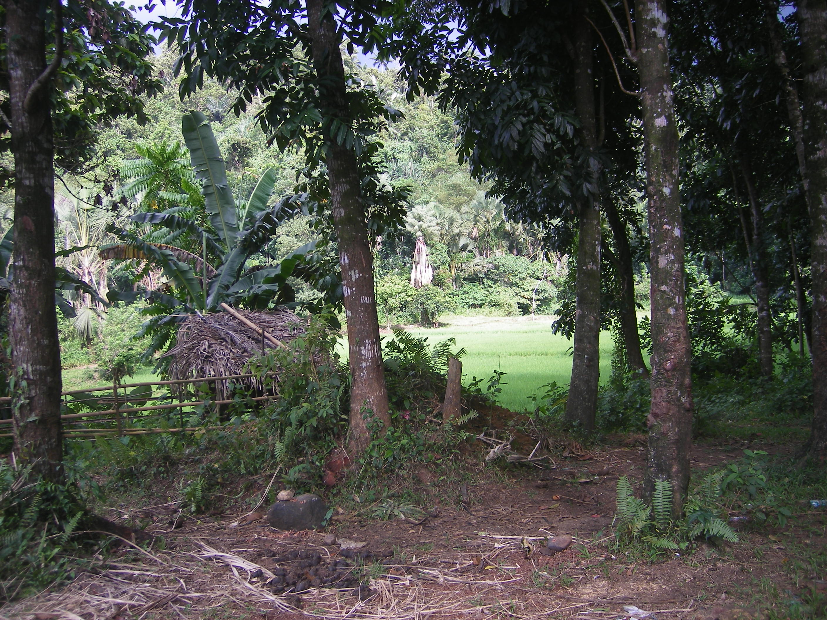 FOR SALE: Lot / Land / Farm Quezon 2