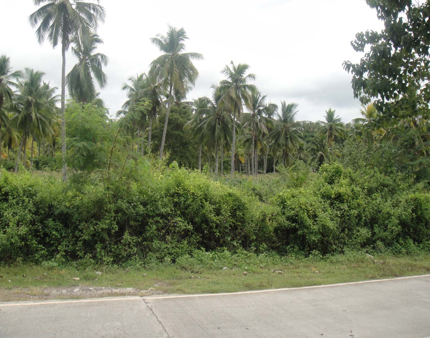 FOR SALE: Lot / Land / Farm Davao