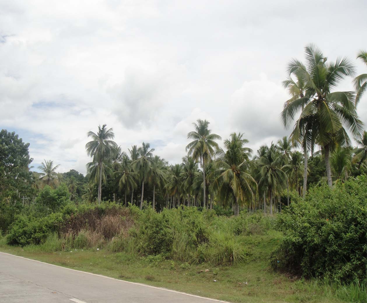 FOR SALE: Lot / Land / Farm Davao 1