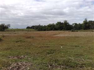 FOR SALE: Lot / Land / Farm Tarlac 3