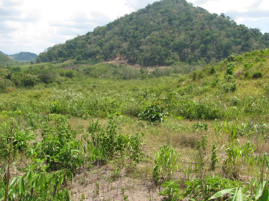 FOR SALE: Lot / Land / Farm Palawan