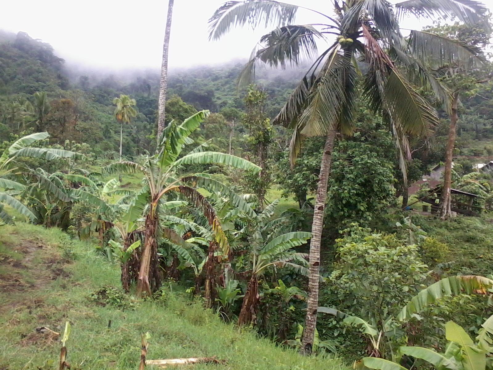 FOR SALE: Lot / Land / Farm Laguna > San Pablo City