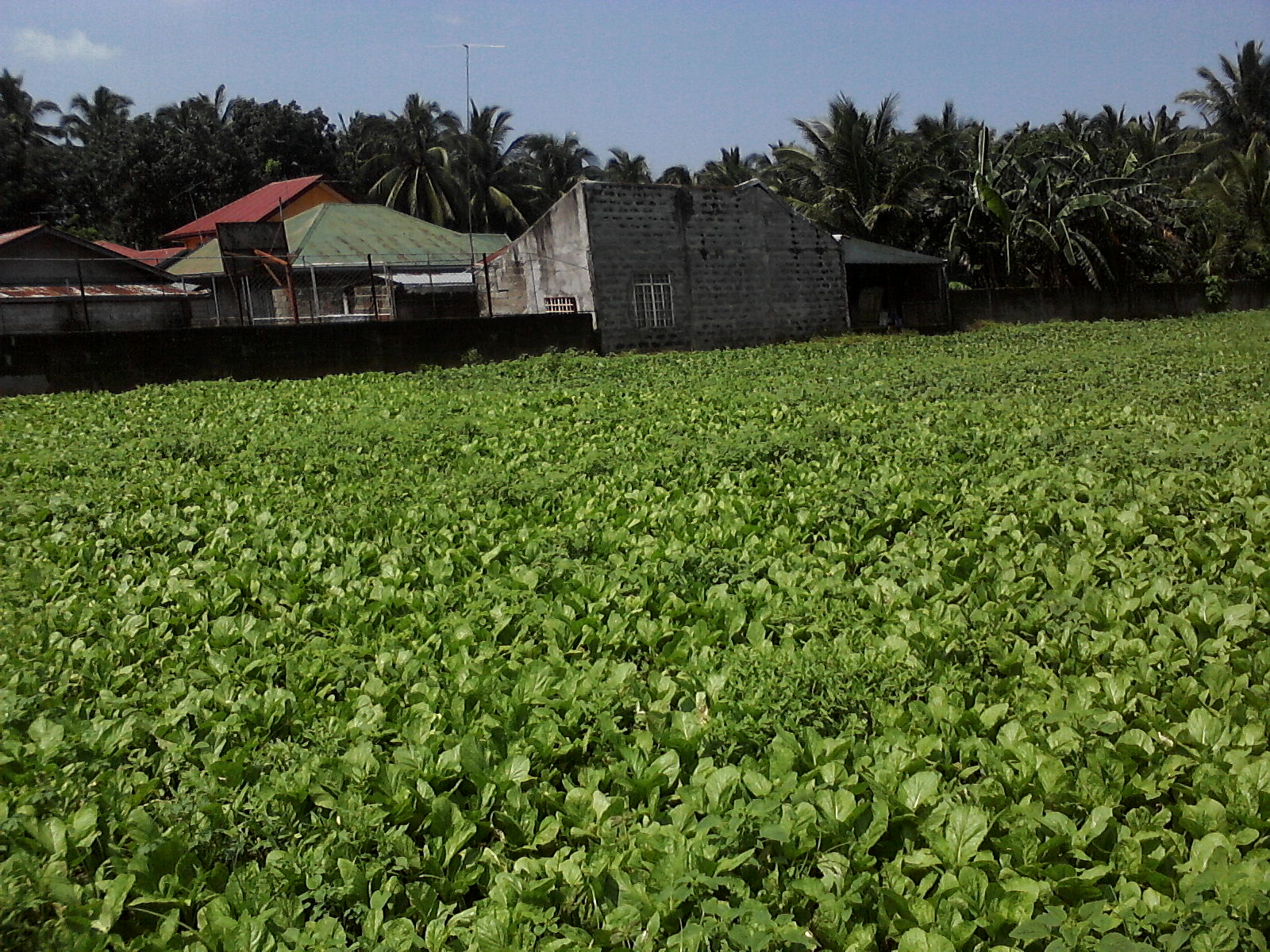 FOR SALE: Lot / Land / Farm Batangas 2