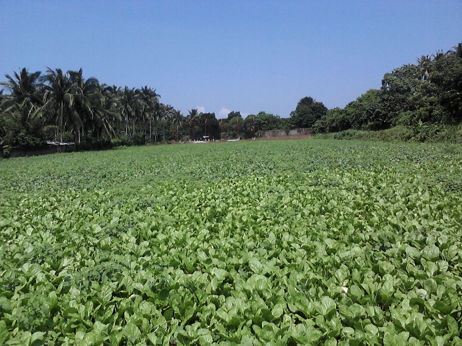 FOR SALE: Lot / Land / Farm Batangas 6