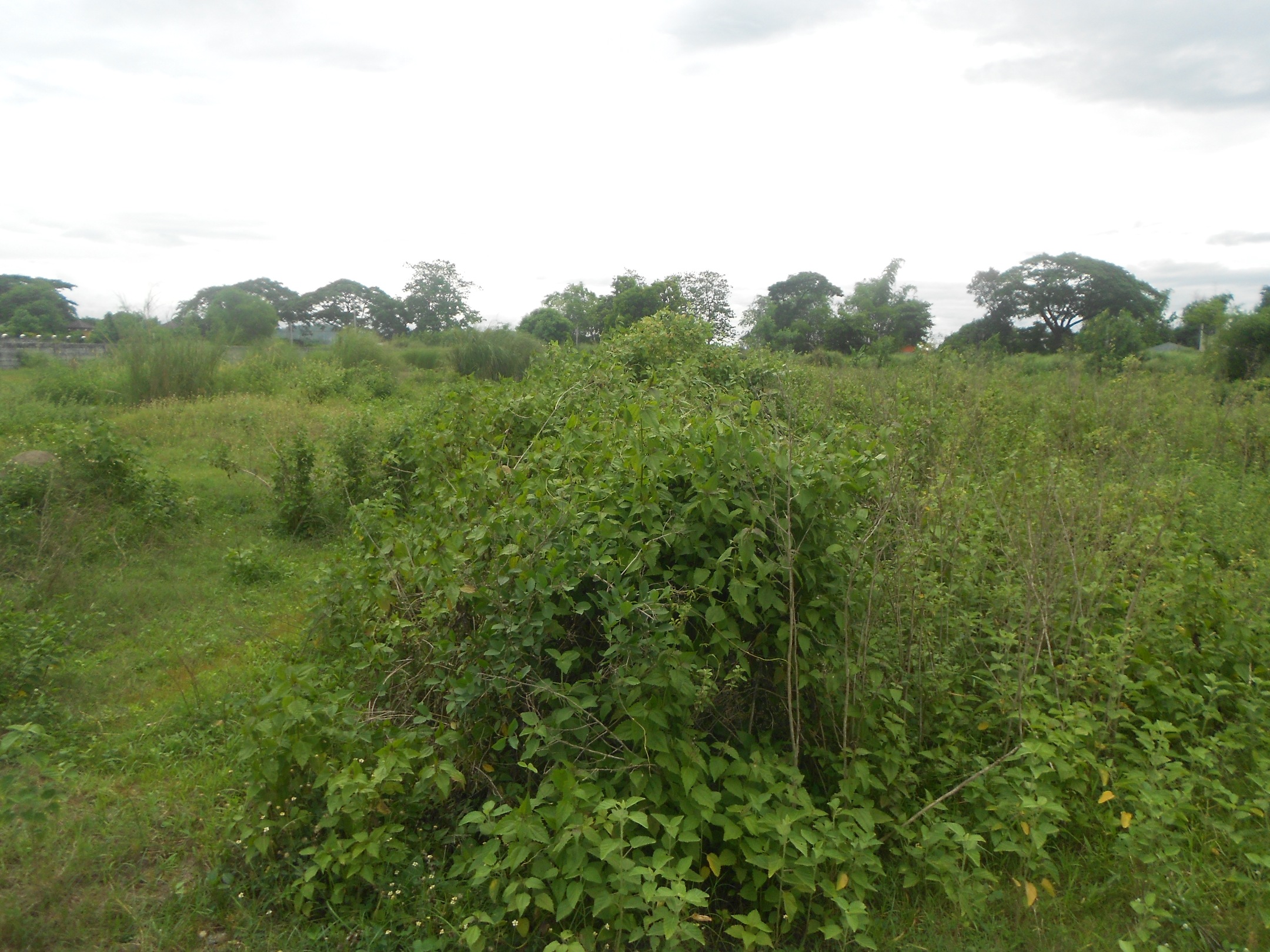 FOR SALE: Lot / Land / Farm Pampanga > Angeles City 10