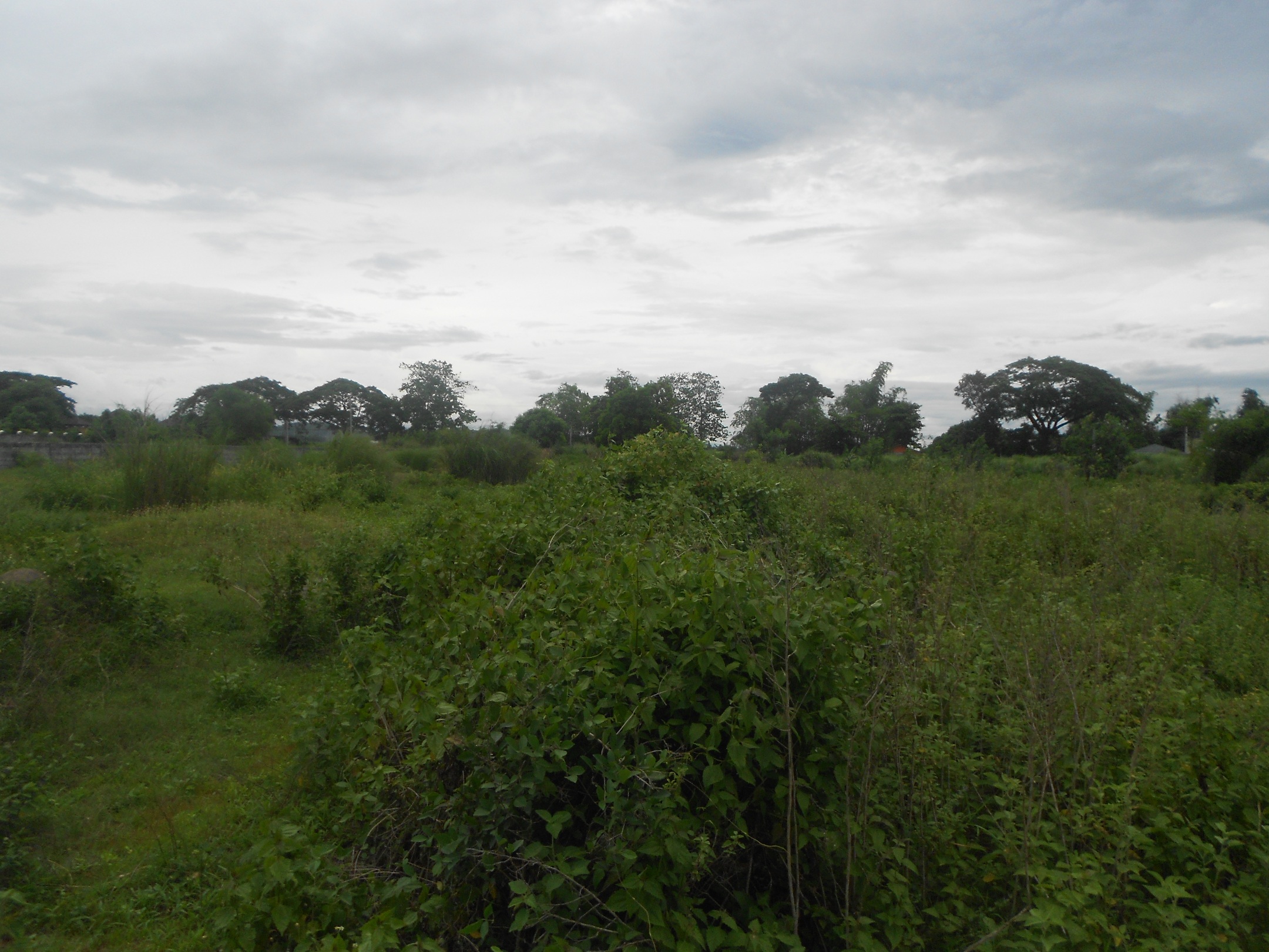 FOR SALE: Lot / Land / Farm Pampanga > Angeles City 11