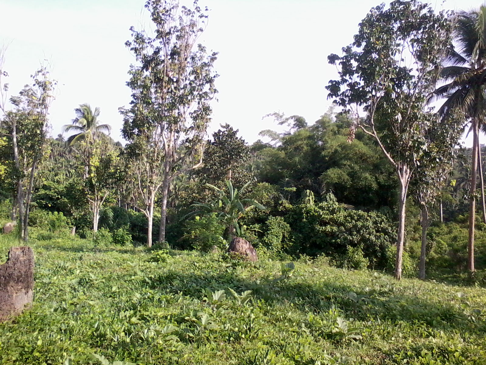 FOR SALE: Lot / Land / Farm Laguna 1