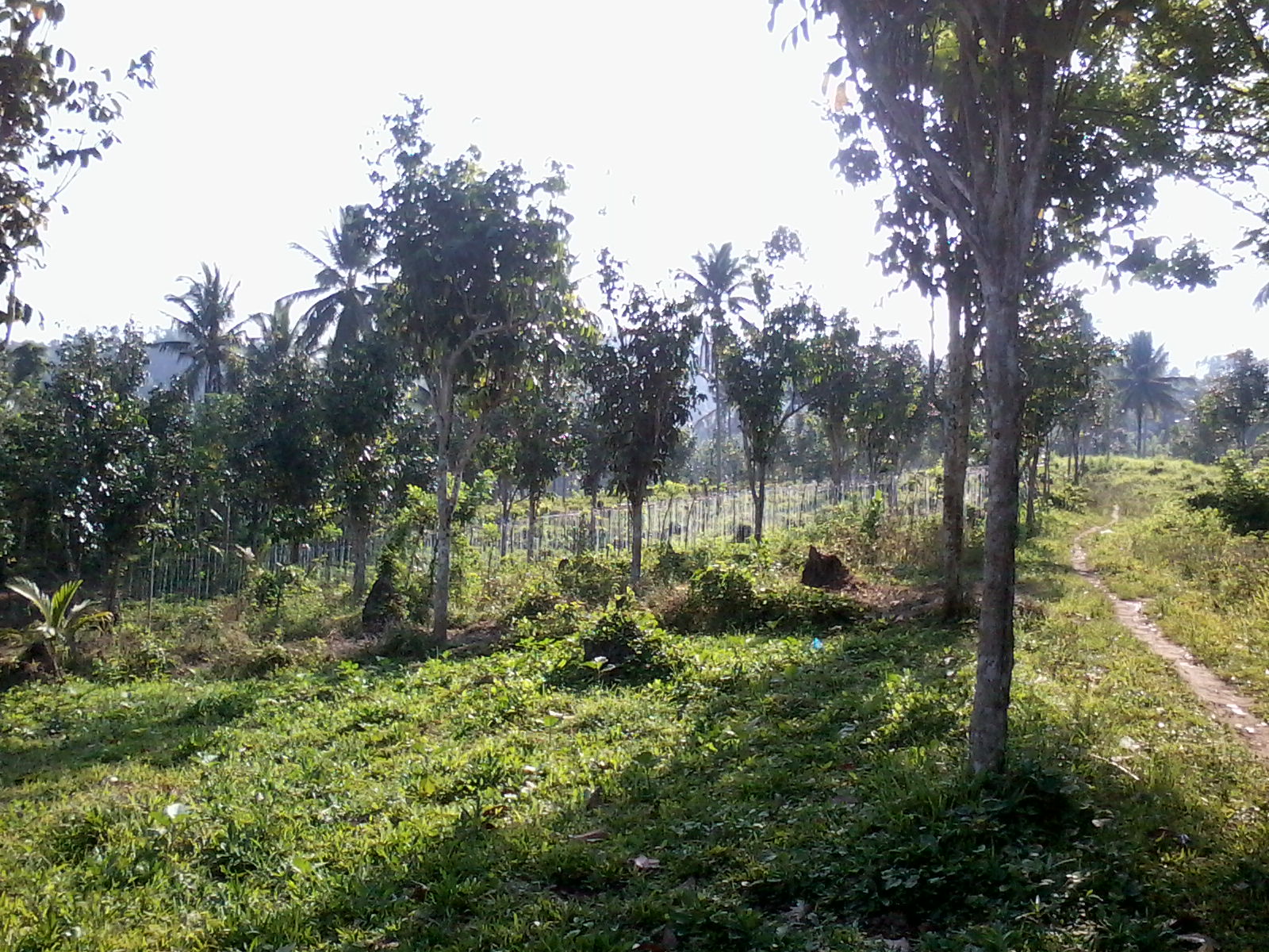 FOR SALE: Lot / Land / Farm Laguna 2