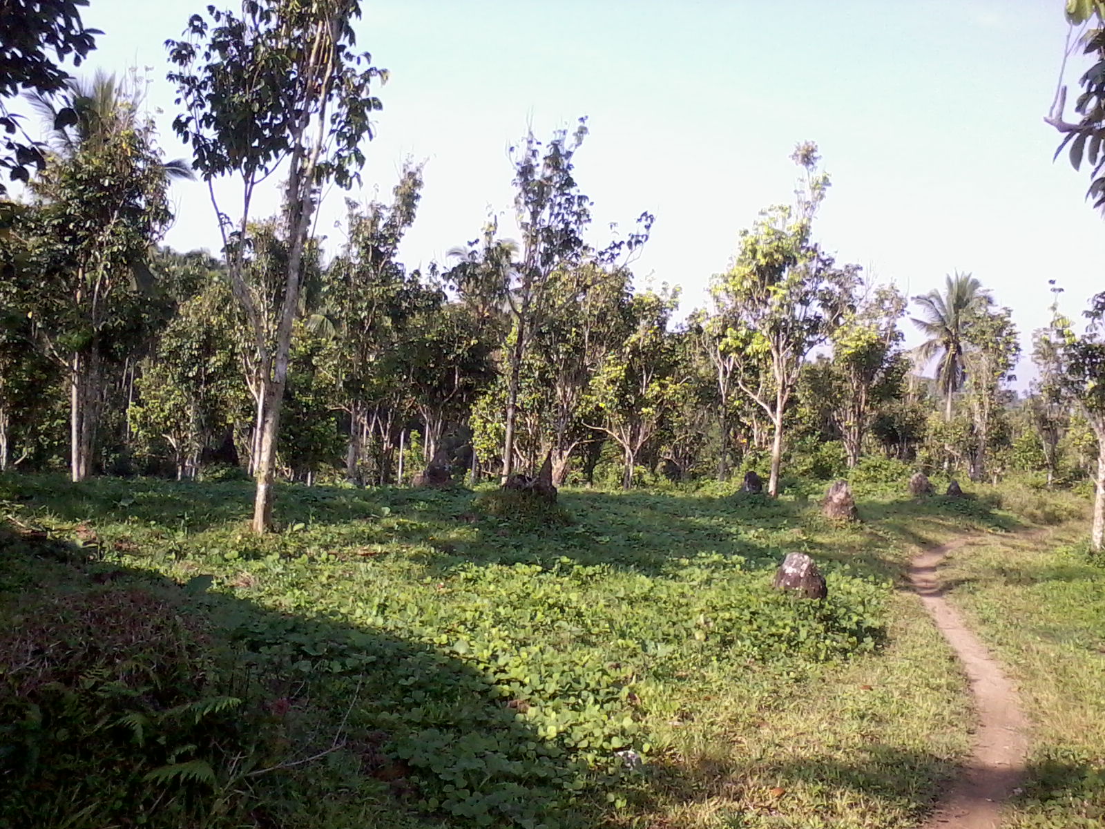 FOR SALE: Lot / Land / Farm Laguna 3