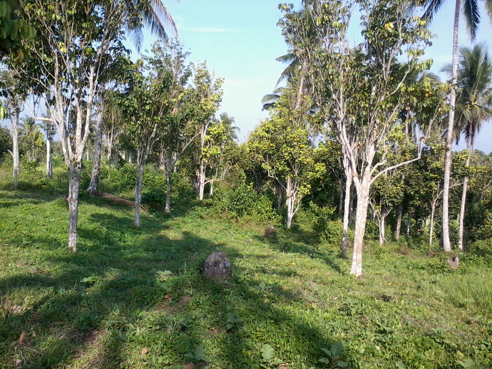 FOR SALE: Lot / Land / Farm Laguna 4