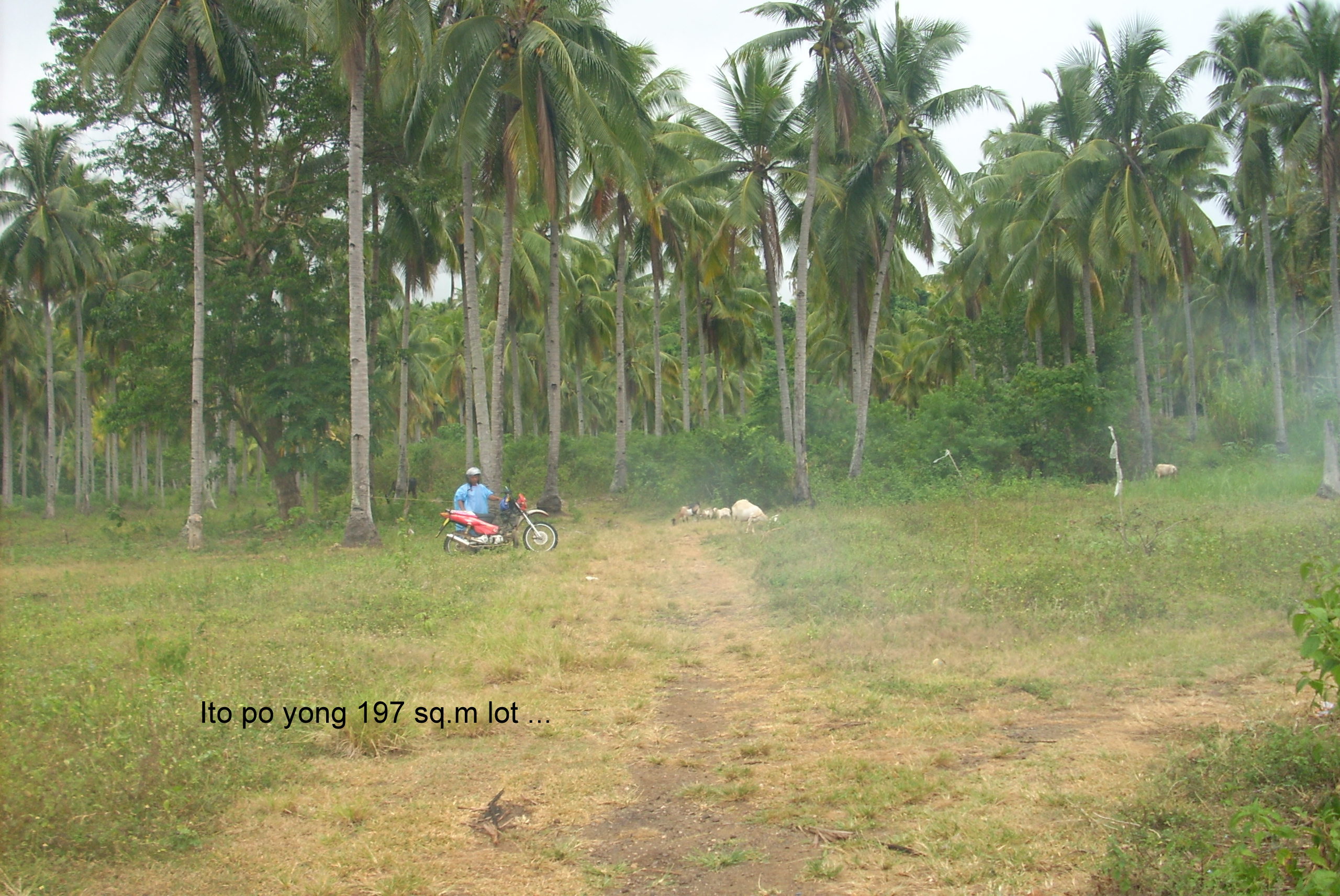 FOR SALE: Lot / Land / Farm Davao del Sur > Samal 1