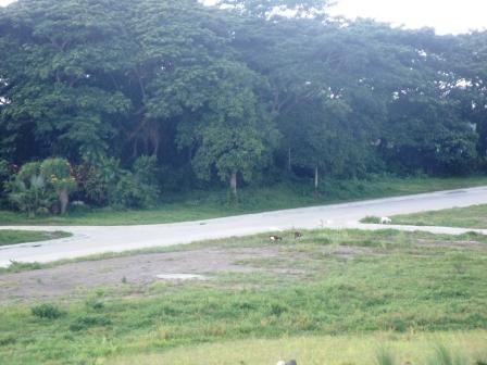 FOR SALE: Lot / Land / Farm Laguna > Calamba 1