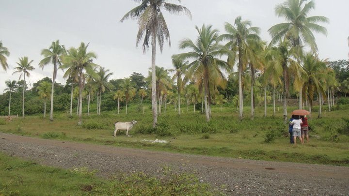 FOR SALE: Lot / Land / Farm Davao del Sur > Samal 1