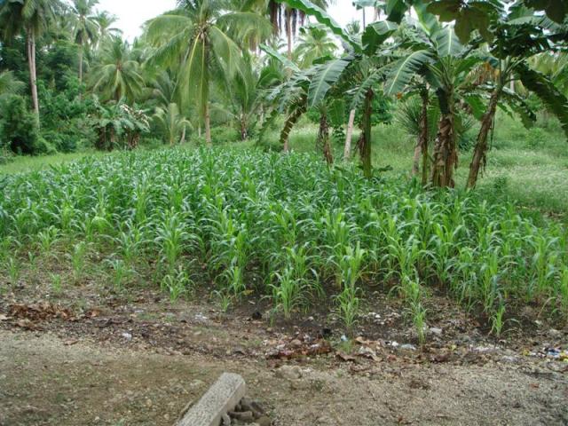 with corn plants