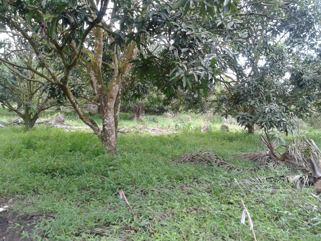 FOR SALE: Lot / Land / Farm Davao >Davao City