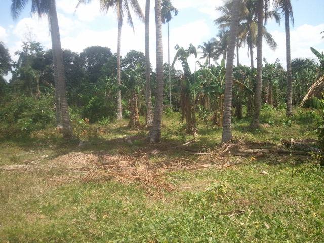 FOR SALE: Lot / Land / Farm Laguna 4