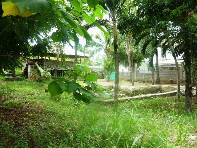 FOR SALE: Lot / Land / Farm Cebu 5