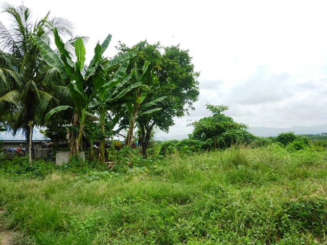 FOR SALE: Lot / Land / Farm Cebu