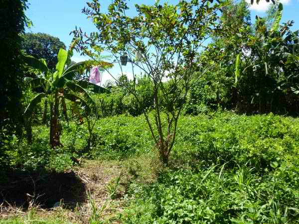 FOR SALE: Lot / Land / Farm Cebu