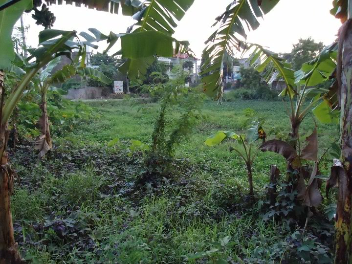 FOR SALE: Lot / Land / Farm Cebu 1